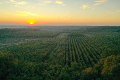 Photo of Aerial view of beautiful green autumn forest at sunset