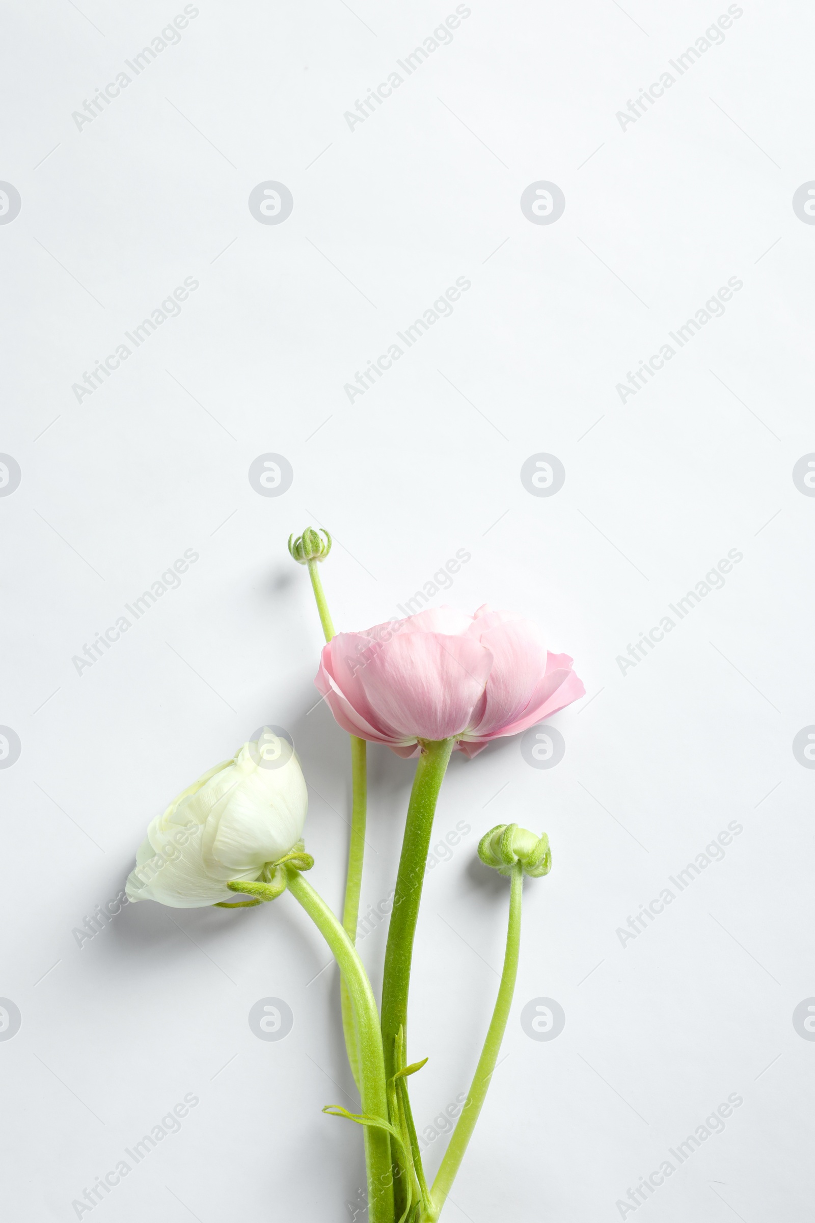 Photo of Beautiful ranunculus flowers on white background