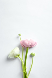 Photo of Beautiful ranunculus flowers on white background