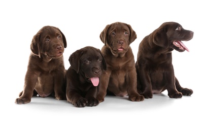 Chocolate Labrador Retriever puppies on white background