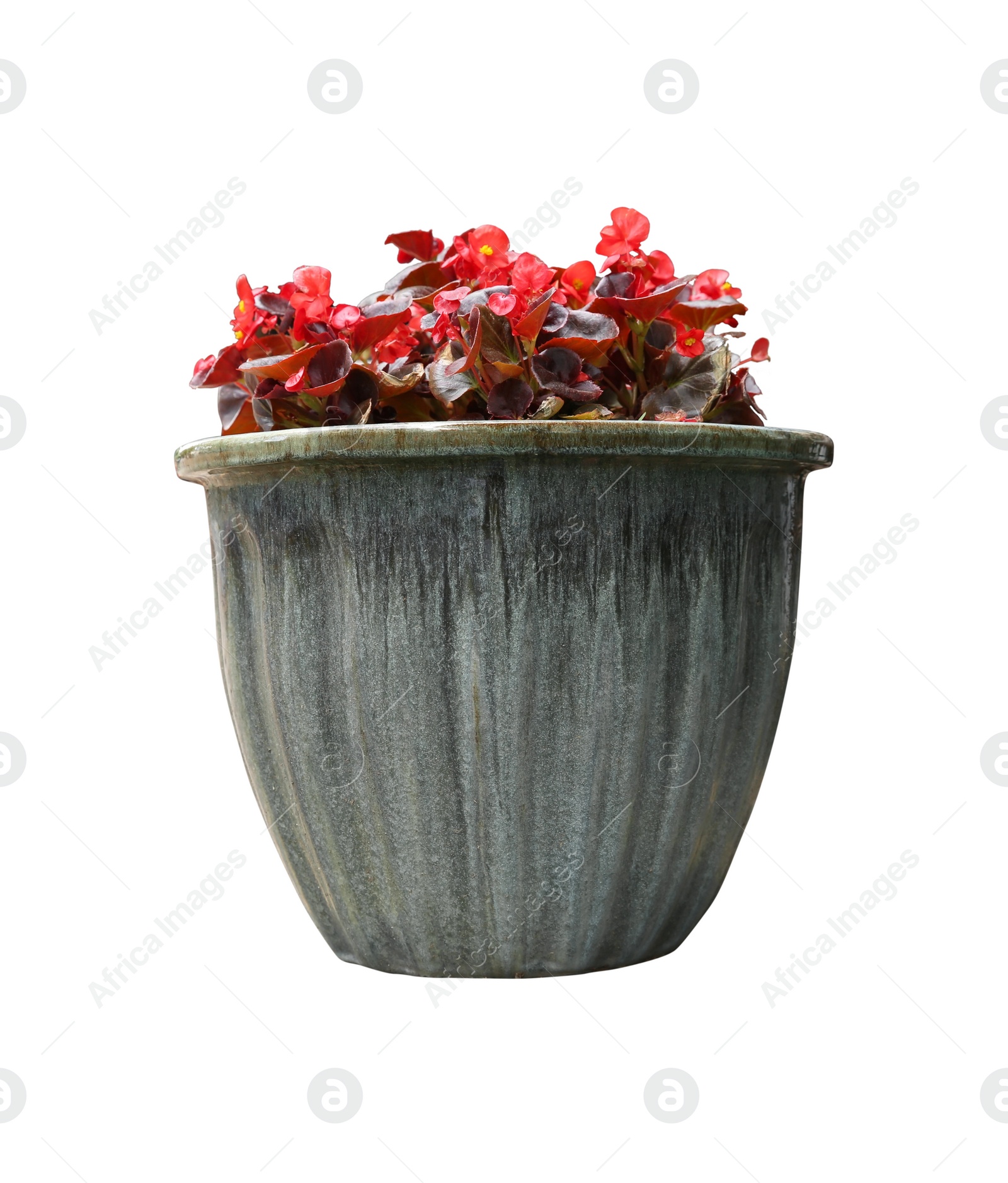 Image of Beautiful red flowers in pot on white background 