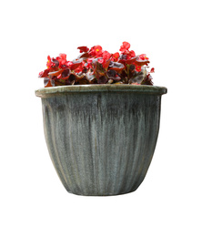 Image of Beautiful red flowers in pot on white background 