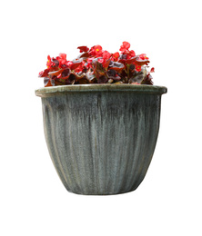 Beautiful red flowers in pot on white background 