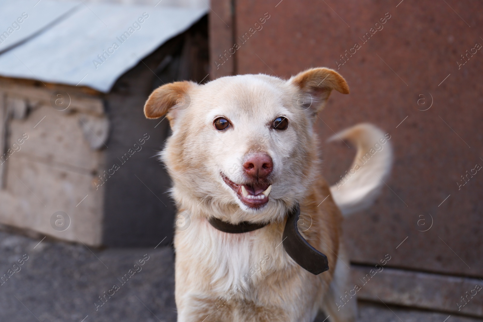 Photo of Adorable yellow dog on chain in village