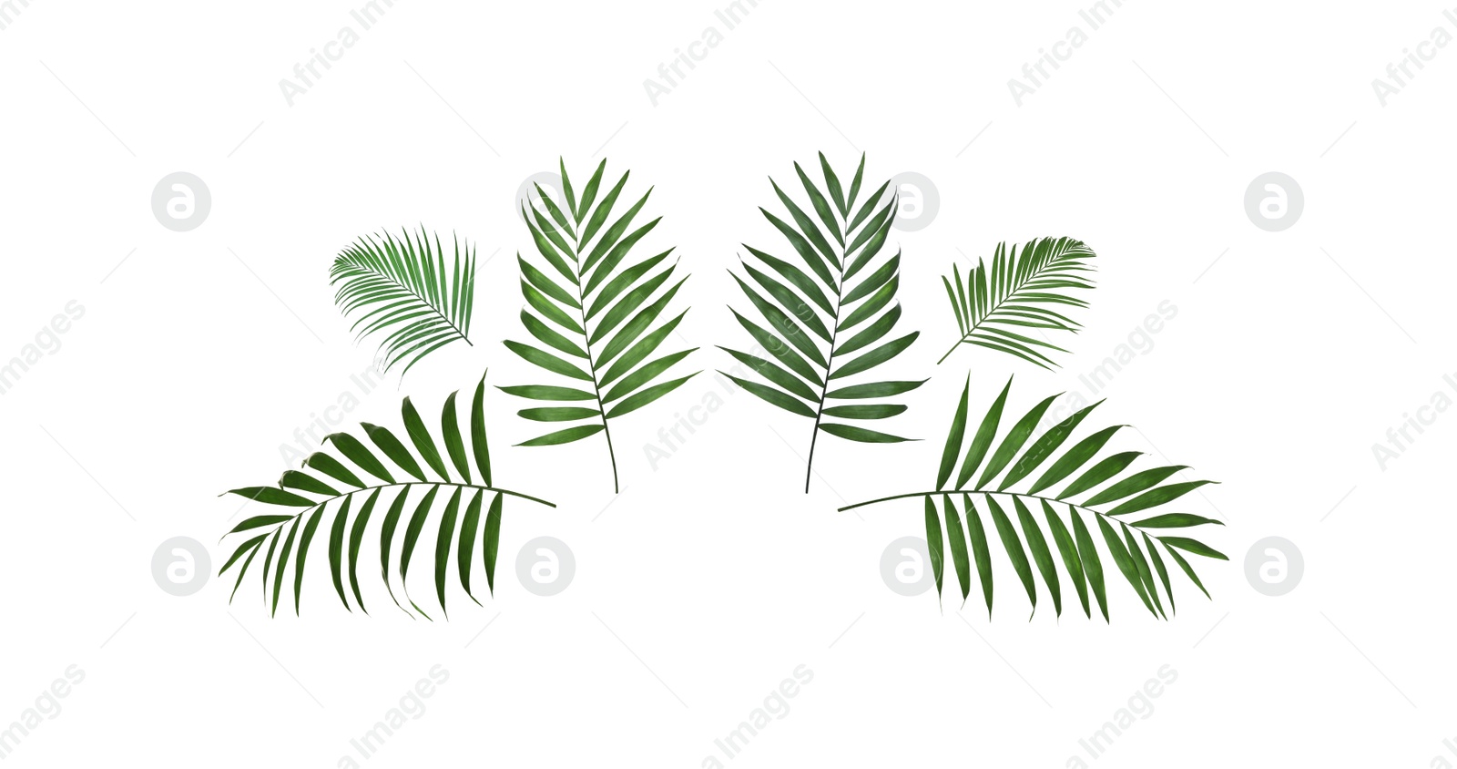 Image of Set of tropical leaves on white background