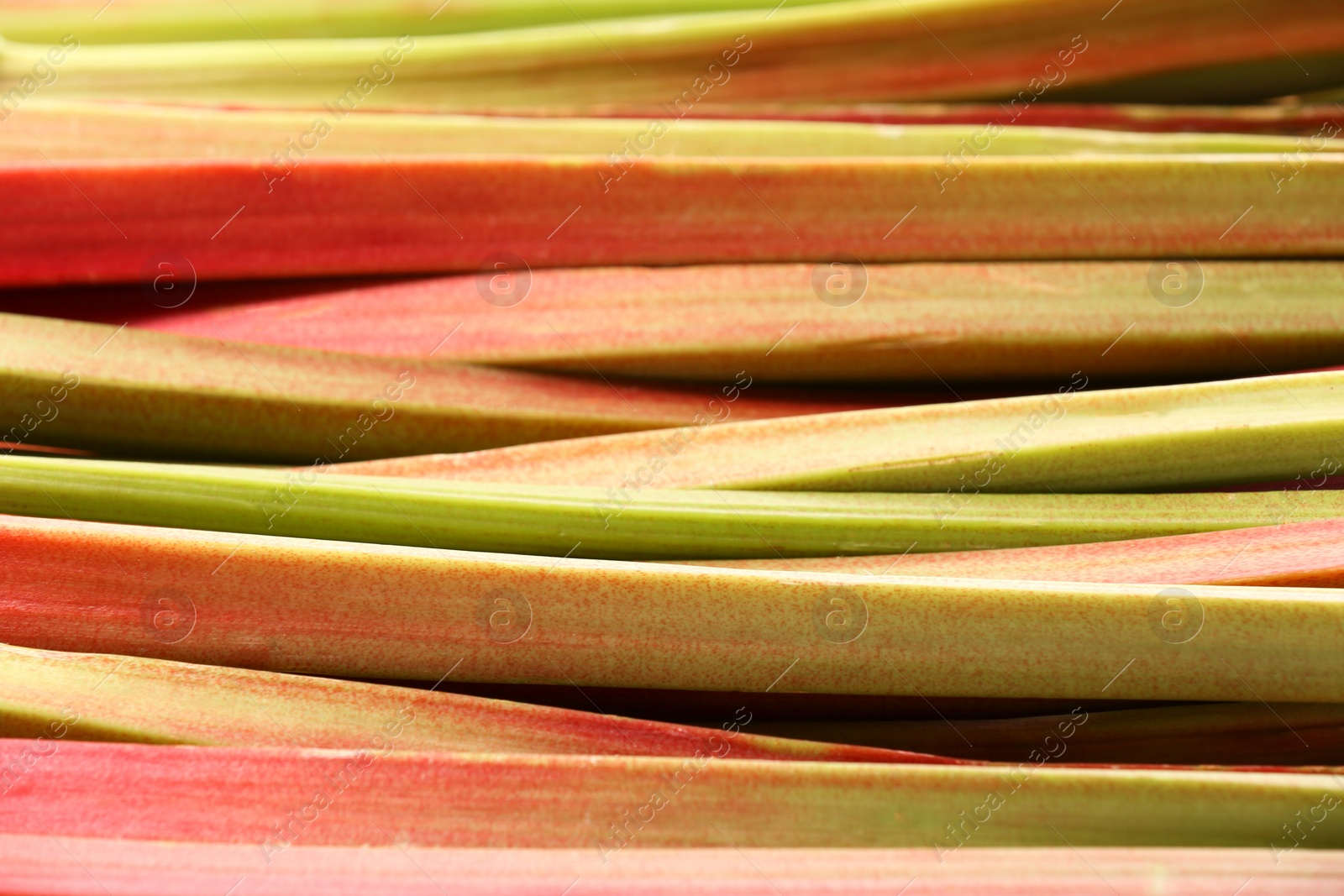 Photo of Many ripe rhubarb stalks as background, closeup