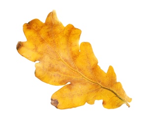 Beautiful autumn leaf on white background. Fall foliage