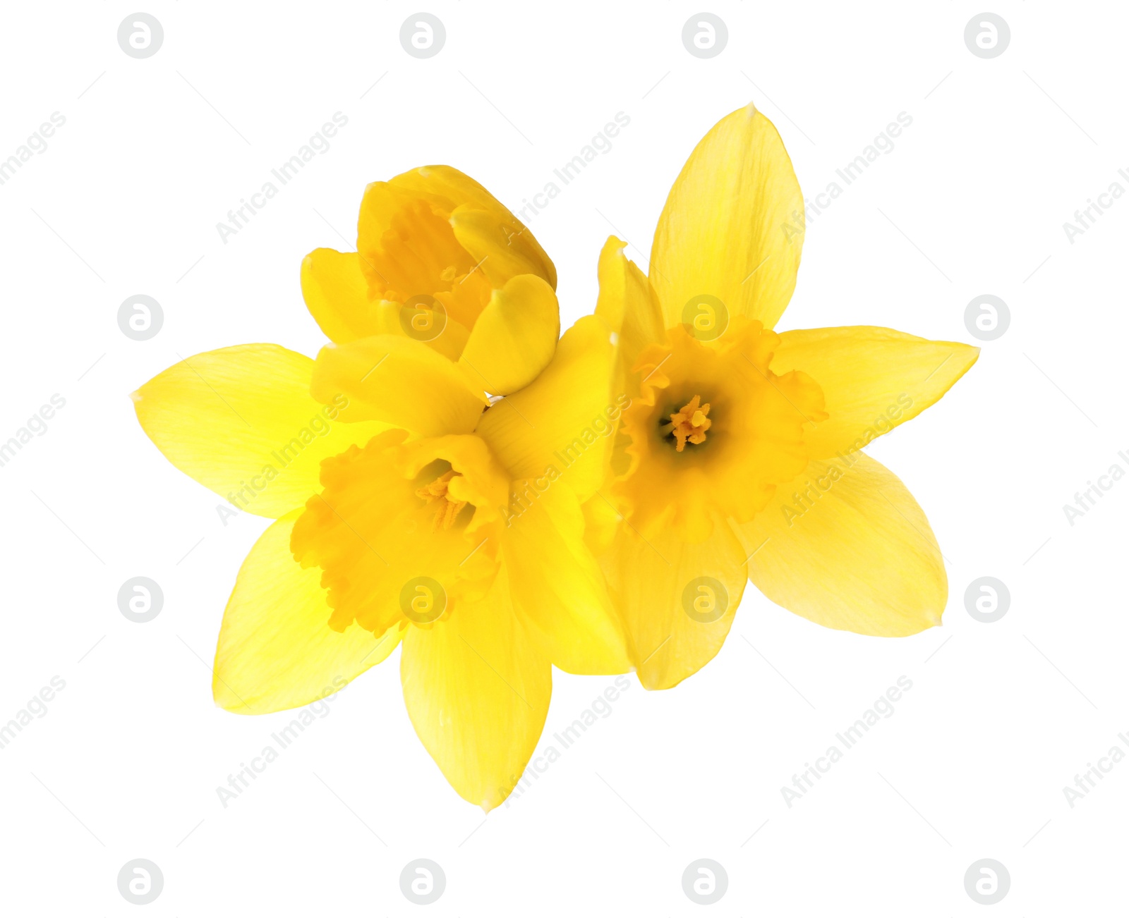 Photo of Beautiful blooming yellow daffodils on white background