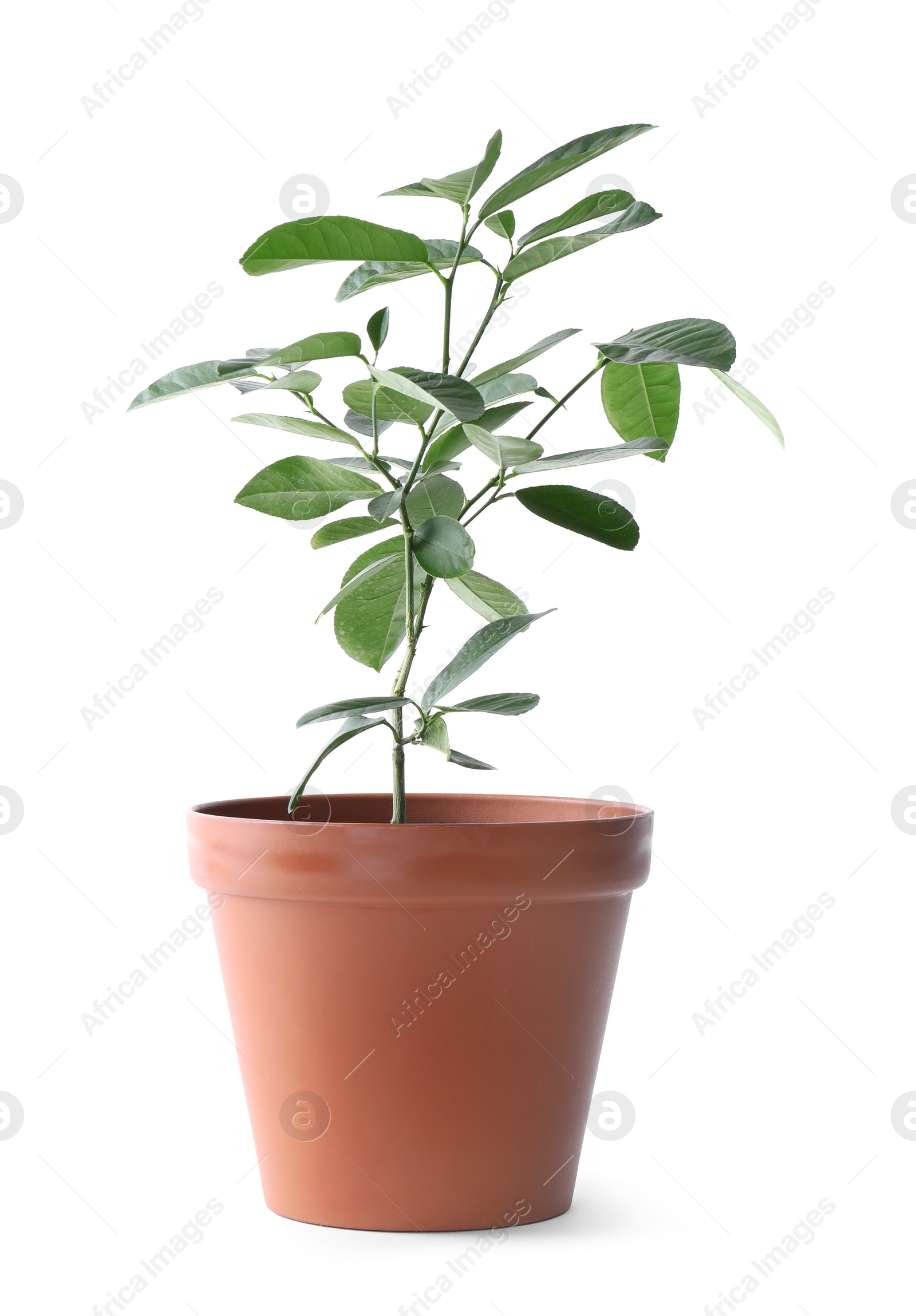 Photo of Potted lemon tree on white background. Citrus plant