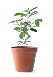 Potted lemon tree on white background. Citrus plant