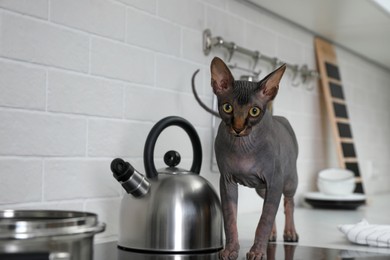 Photo of Sphynx cat on kitchen countertop at home
