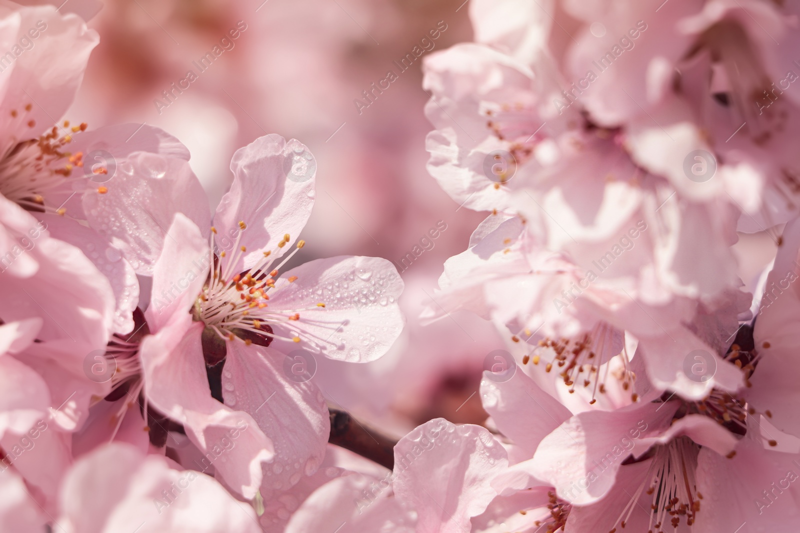 Photo of Beautiful cherry tree blossoms with dew drops outdoors on spring day, closeup