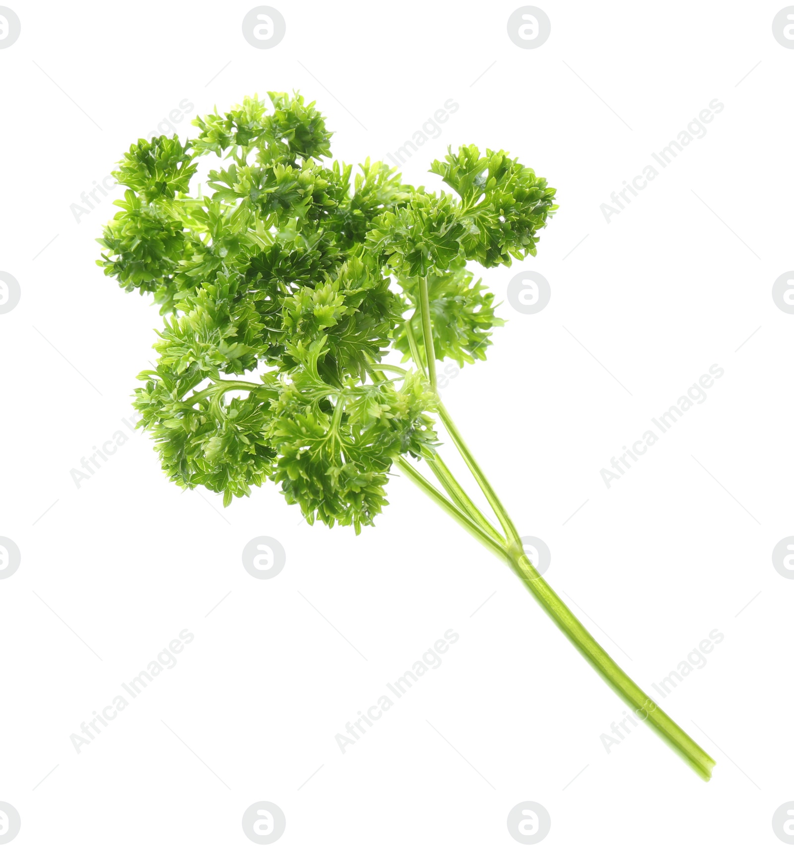 Photo of Fresh green curly parsley on white background