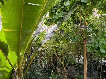 Photo of Many different plants growing in botanical garden