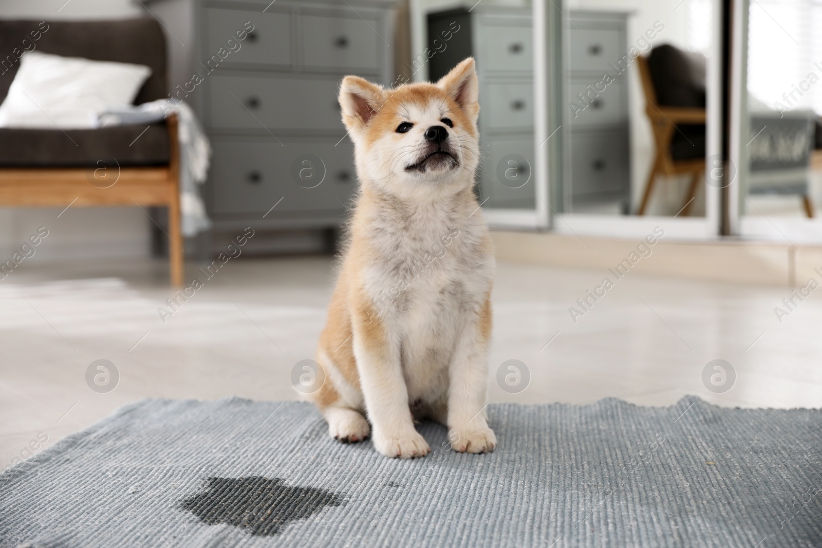 Photo of Adorable akita inu puppy near puddle on rug at home