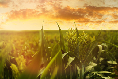 Image of Corn field under beautiful sky at sunrise
