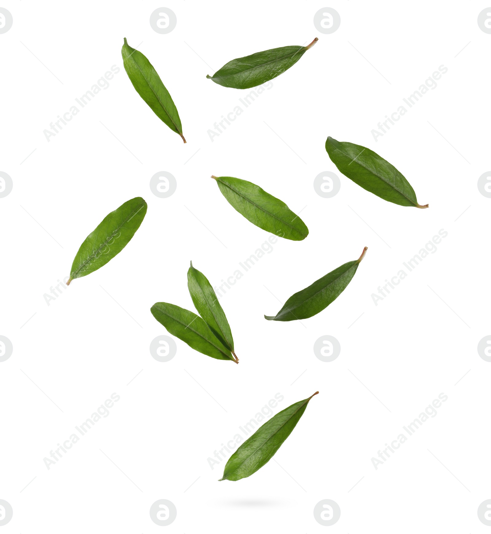 Image of Green leaves of pomegranate plant falling on white background