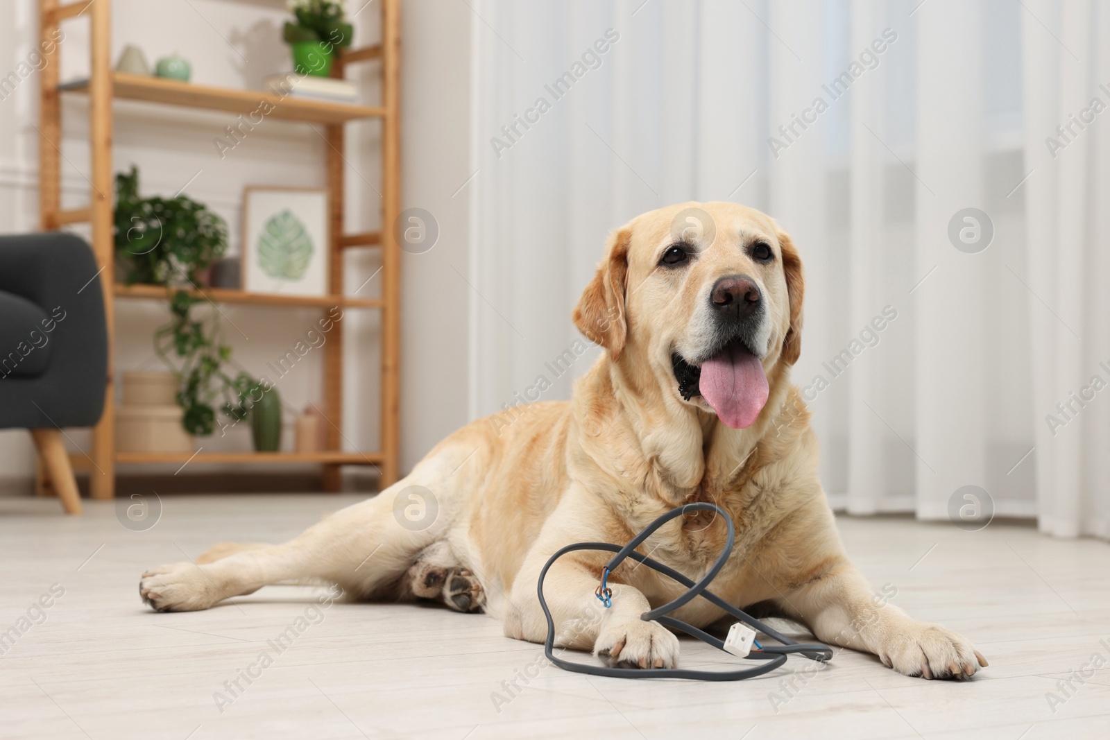 Photo of Naughty Labrador Retriever dog near damaged electrical wire at home