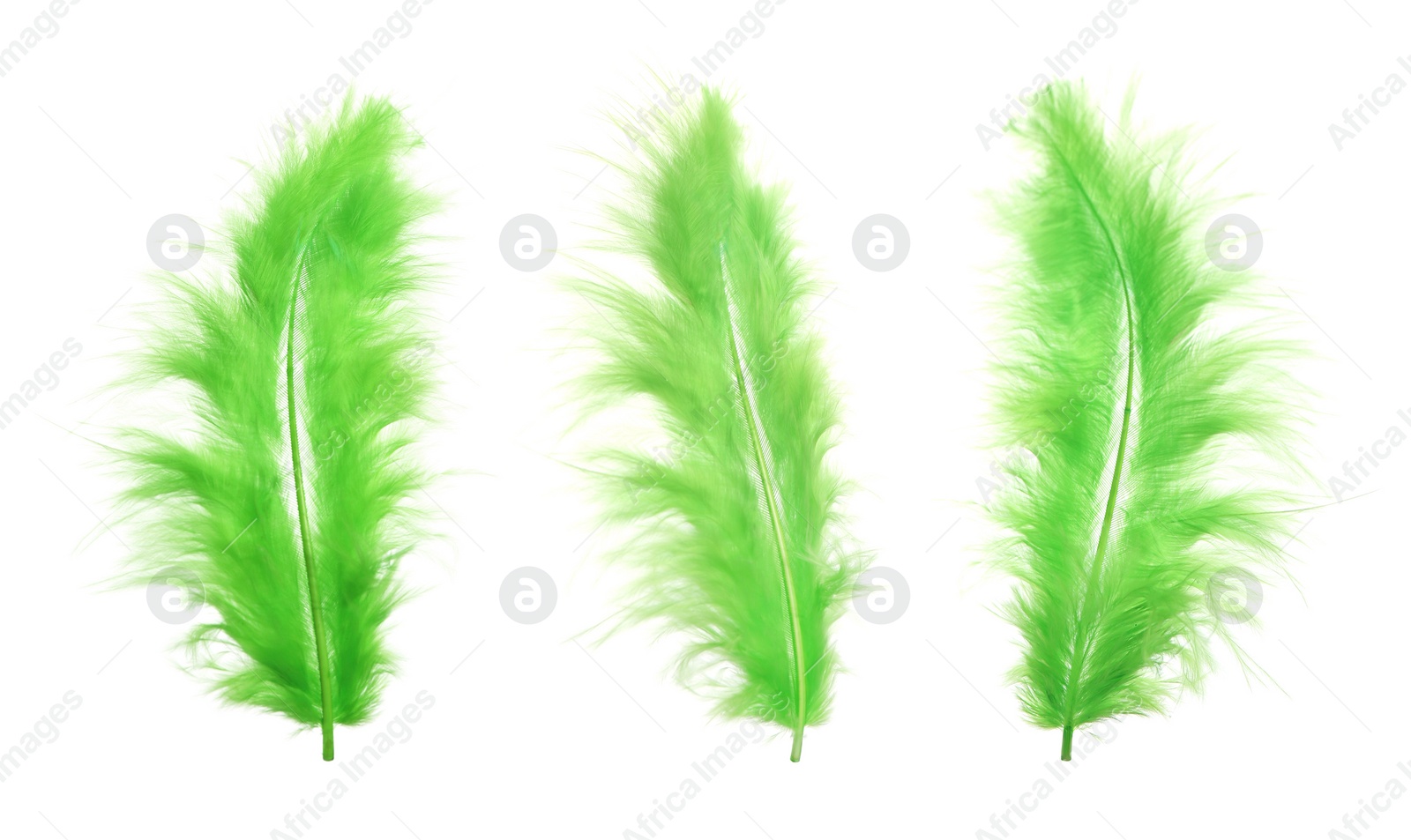 Image of Beautiful green feathers isolated on white, set