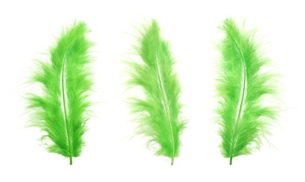 Image of Beautiful green feathers isolated on white, set