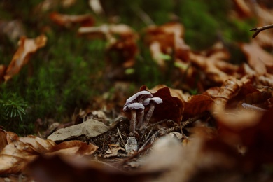 Photo of Mushrooms with fallen leaves on ground in forest