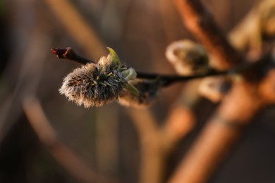 Photo of Beautiful pussy willow branch with catkins outdoors, closeup