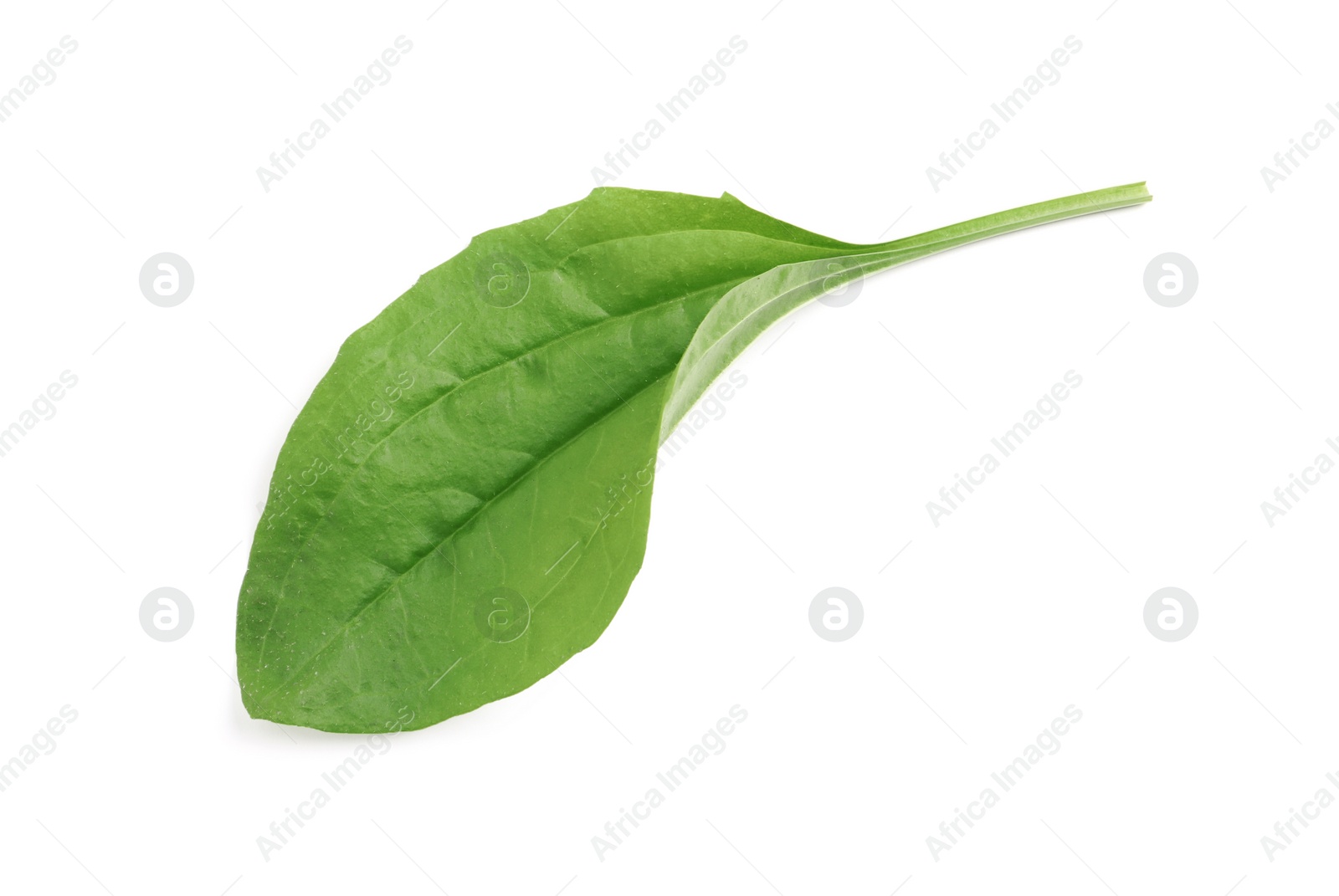 Photo of Fresh green broadleaf plantain leaf isolated on white
