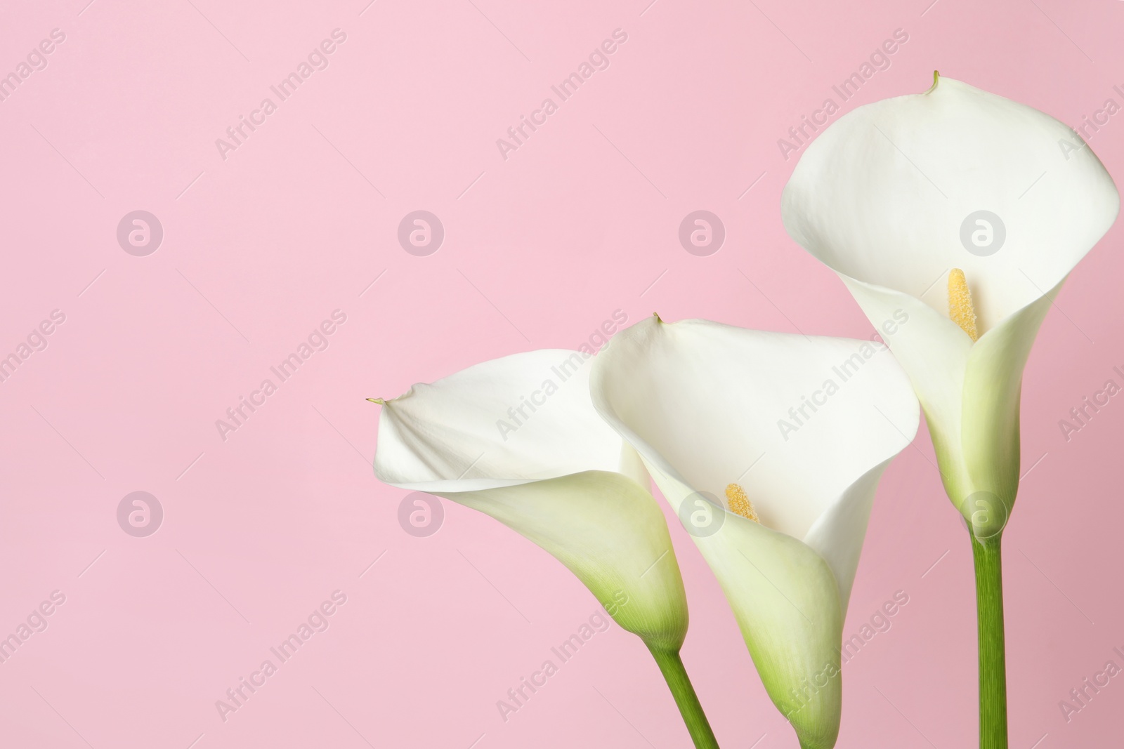 Photo of Beautiful calla lily flowers on pink background, closeup. Space for text