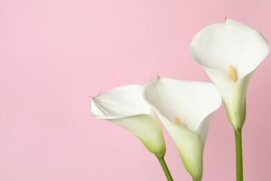 Beautiful calla lily flowers on pink background, closeup. Space for text