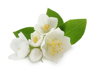 Photo of Beautiful flowers of jasmine plant with leaves on white background