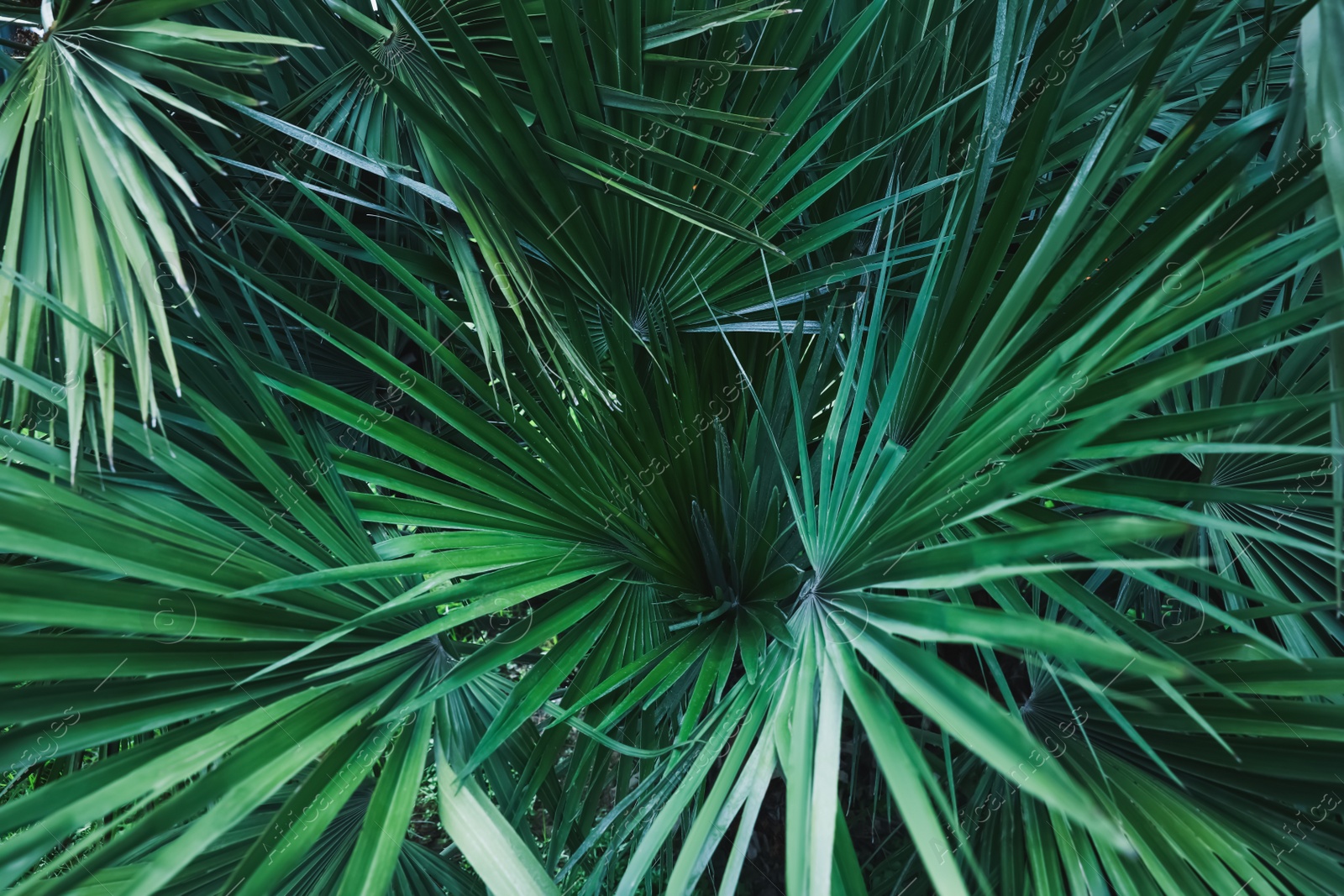 Photo of Beautiful green tropical leaves outdoors, closeup view