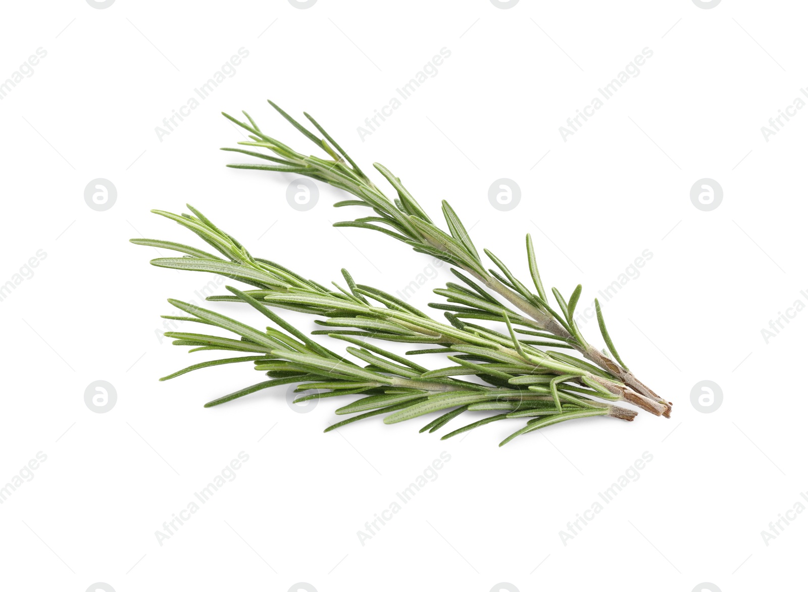 Photo of Fresh green rosemary isolated on white. Aromatic herb