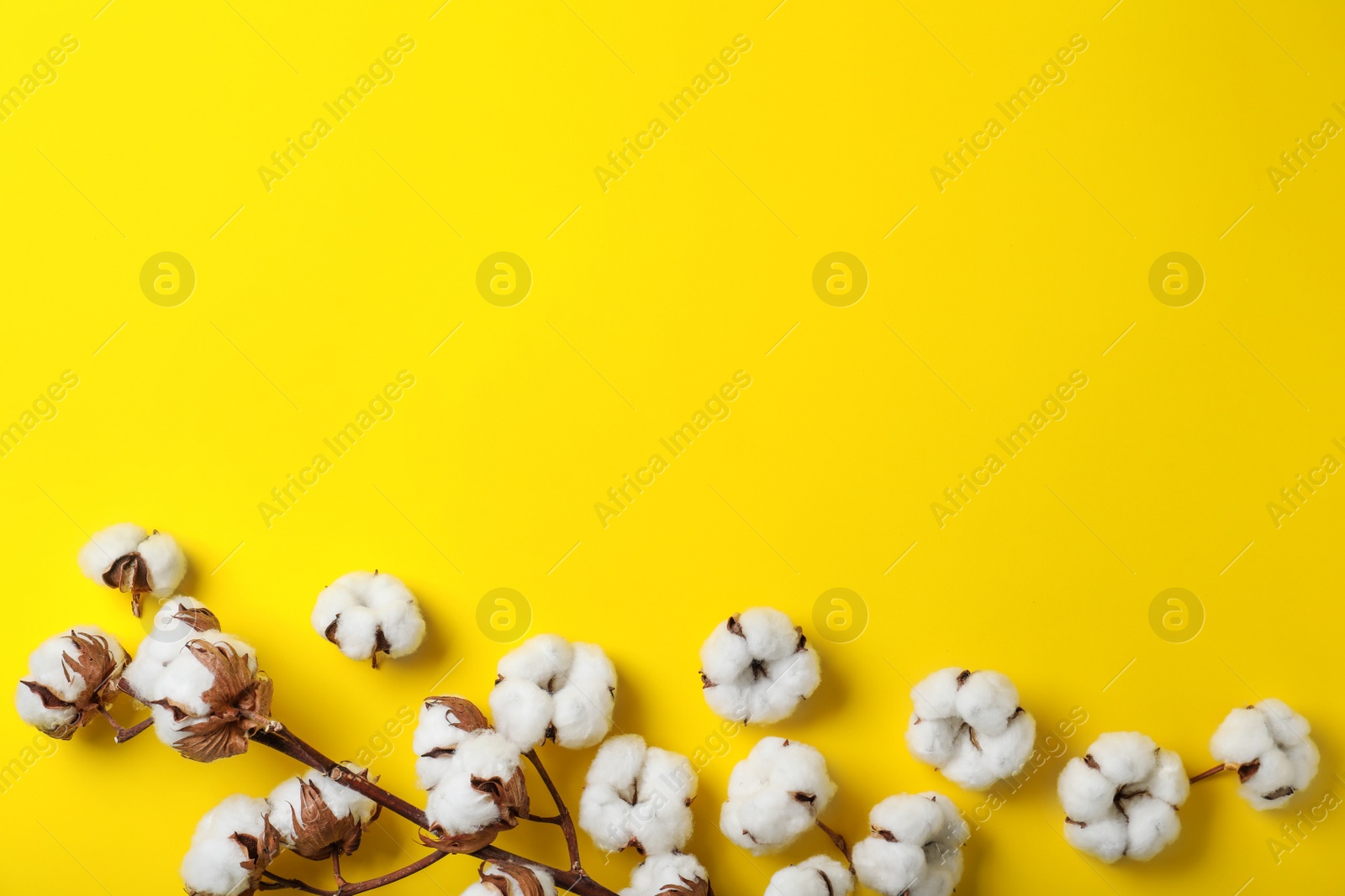 Photo of Fluffy cotton flowers on yellow background, flat lay. Space for text