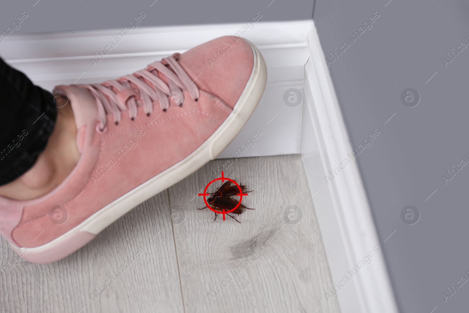 Image of Woman crushing cockroaches with feet indoors, closeup. Pest control