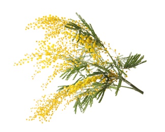 Photo of Beautiful mimosa plant with yellow flowers on white background