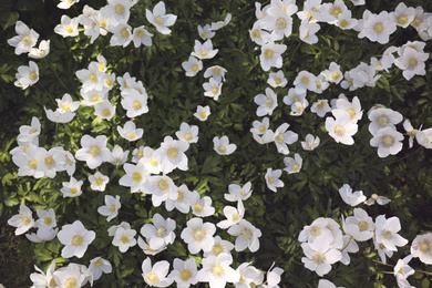Photo of Beautiful blossoming Japanese anemone flowers outdoors on spring day, top view