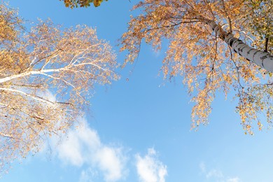 Photo of Beautiful trees with bright leaves against sky on autumn day, bottom view