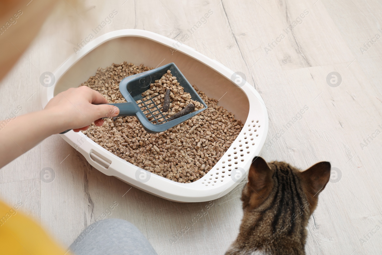 Photo of Woman cleaning cat litter tray at home, closeup