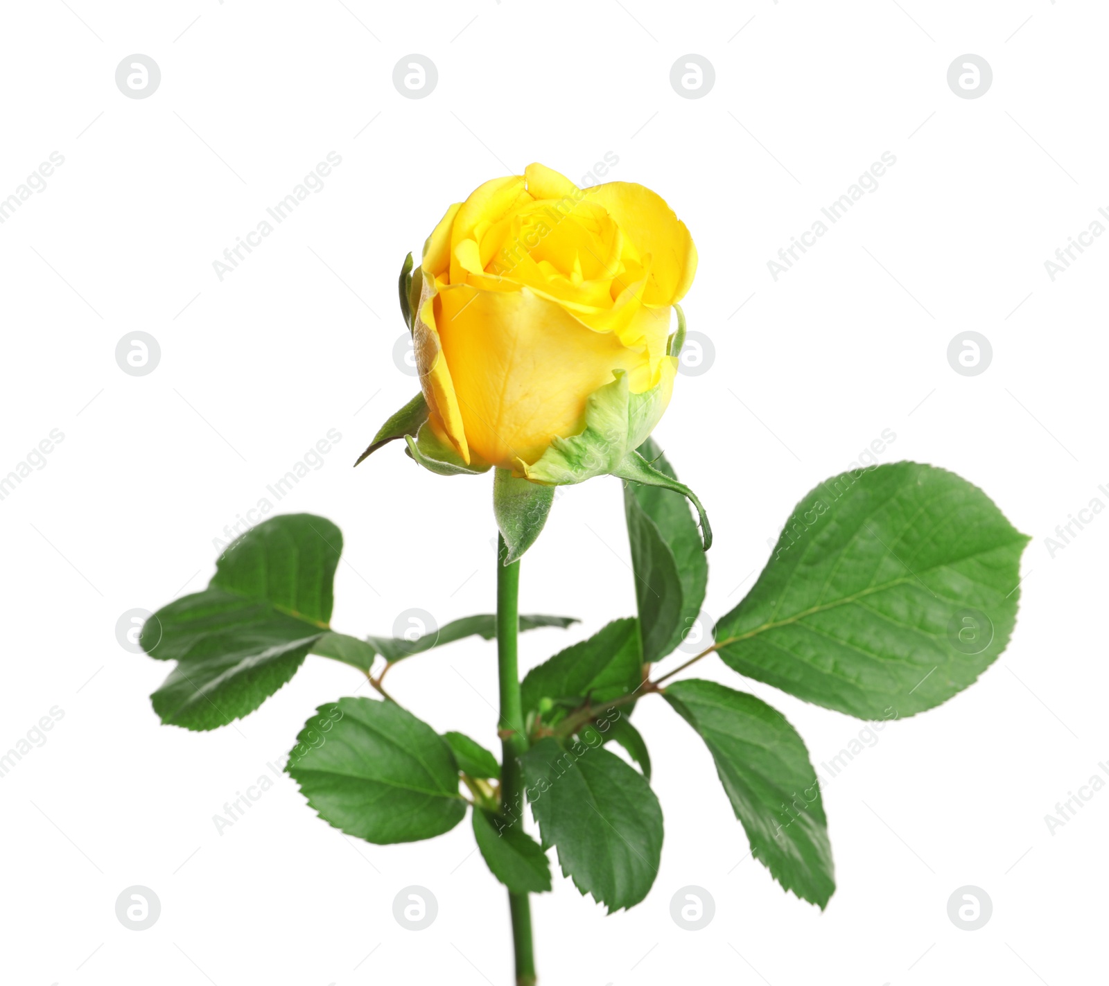 Photo of Beautiful blooming yellow rose on white background