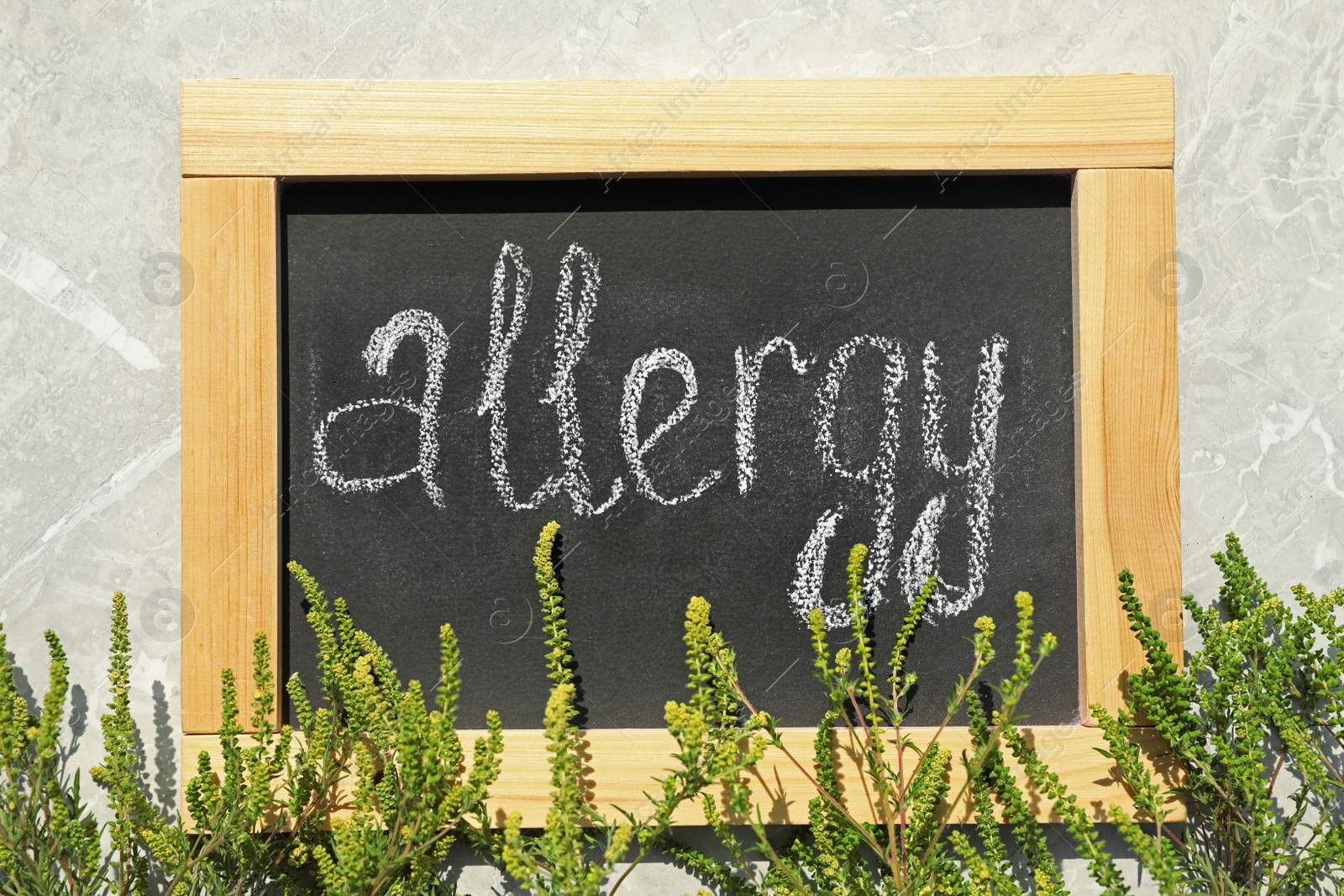 Photo of Ragweed plant (Ambrosia genus) and chalkboard with word "ALLERGY" on stone background, flat lay