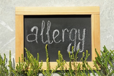 Ragweed plant (Ambrosia genus) and chalkboard with word "ALLERGY" on stone background, flat lay