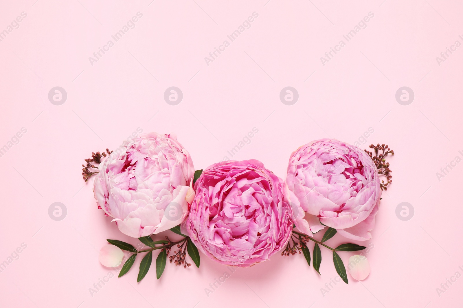 Photo of Flat lay composition with beautiful flowers and space for text on pink background. Floral card design