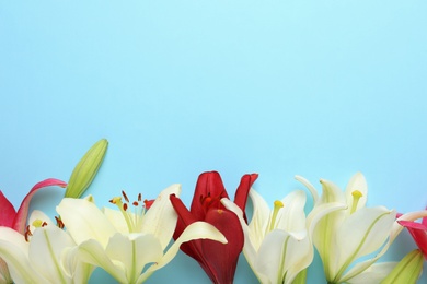 Photo of Beautiful fresh lily flowers on blue background, flat lay. Space for text