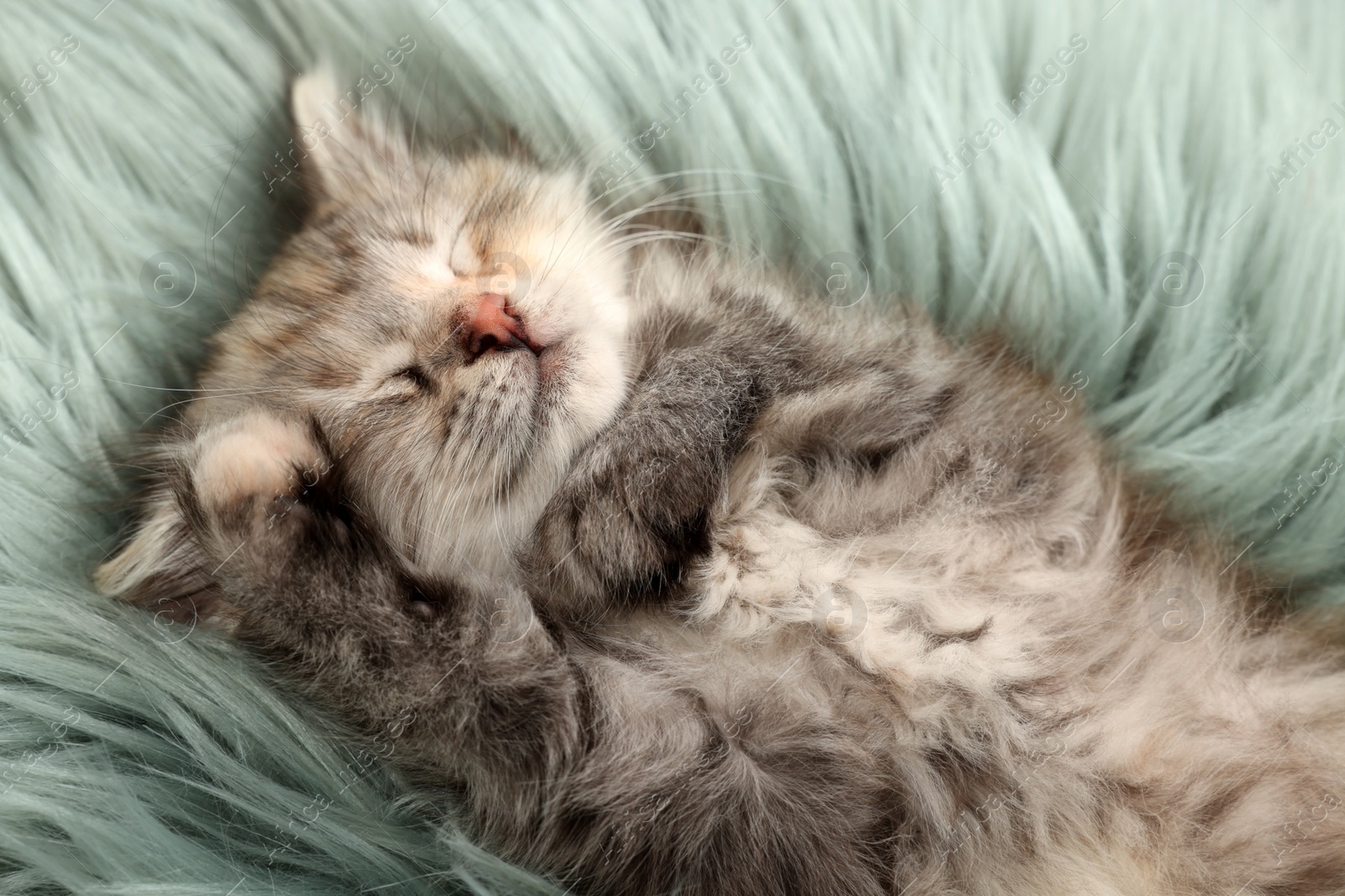 Photo of Cute kitten sleeping on fuzzy rug, above view