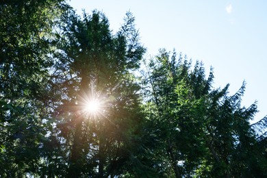 Photo of Bright sun shining through coniferous trees in forest, low angle view