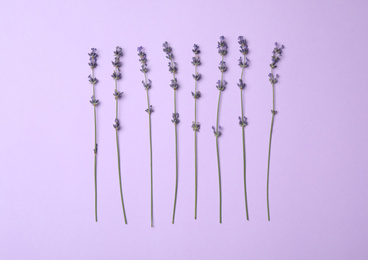 Photo of Beautiful lavender flowers on violet background, flat lay
