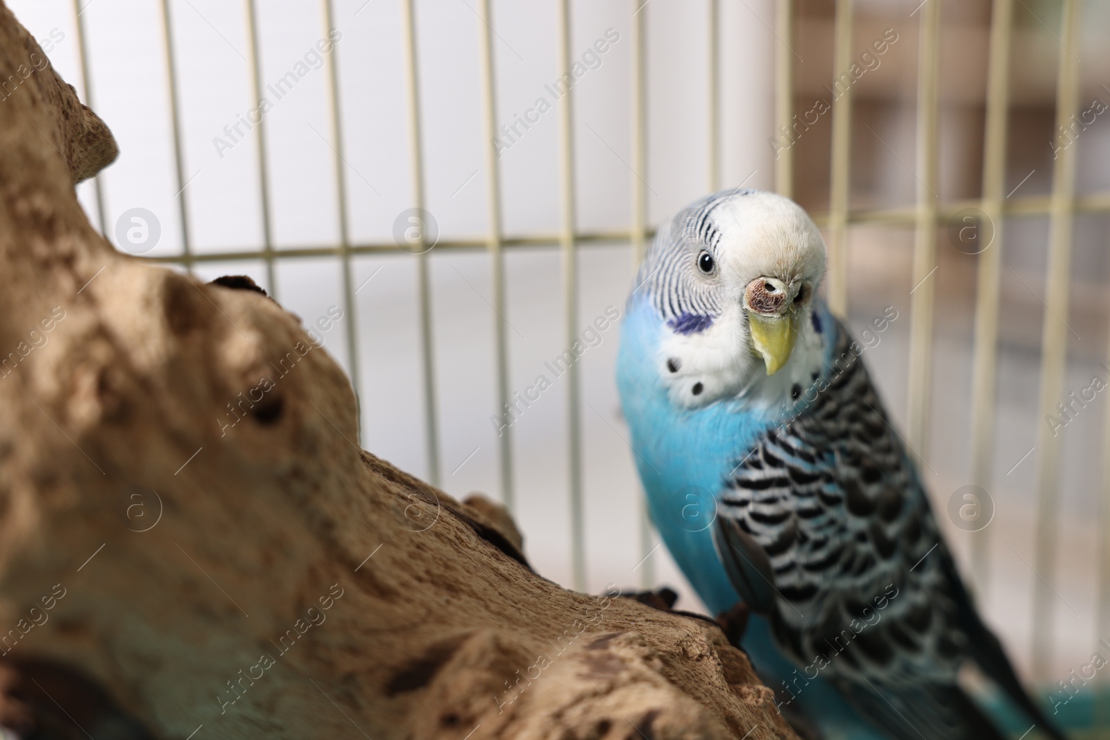 Photo of Beautiful bright parrot on branch. Exotic pet