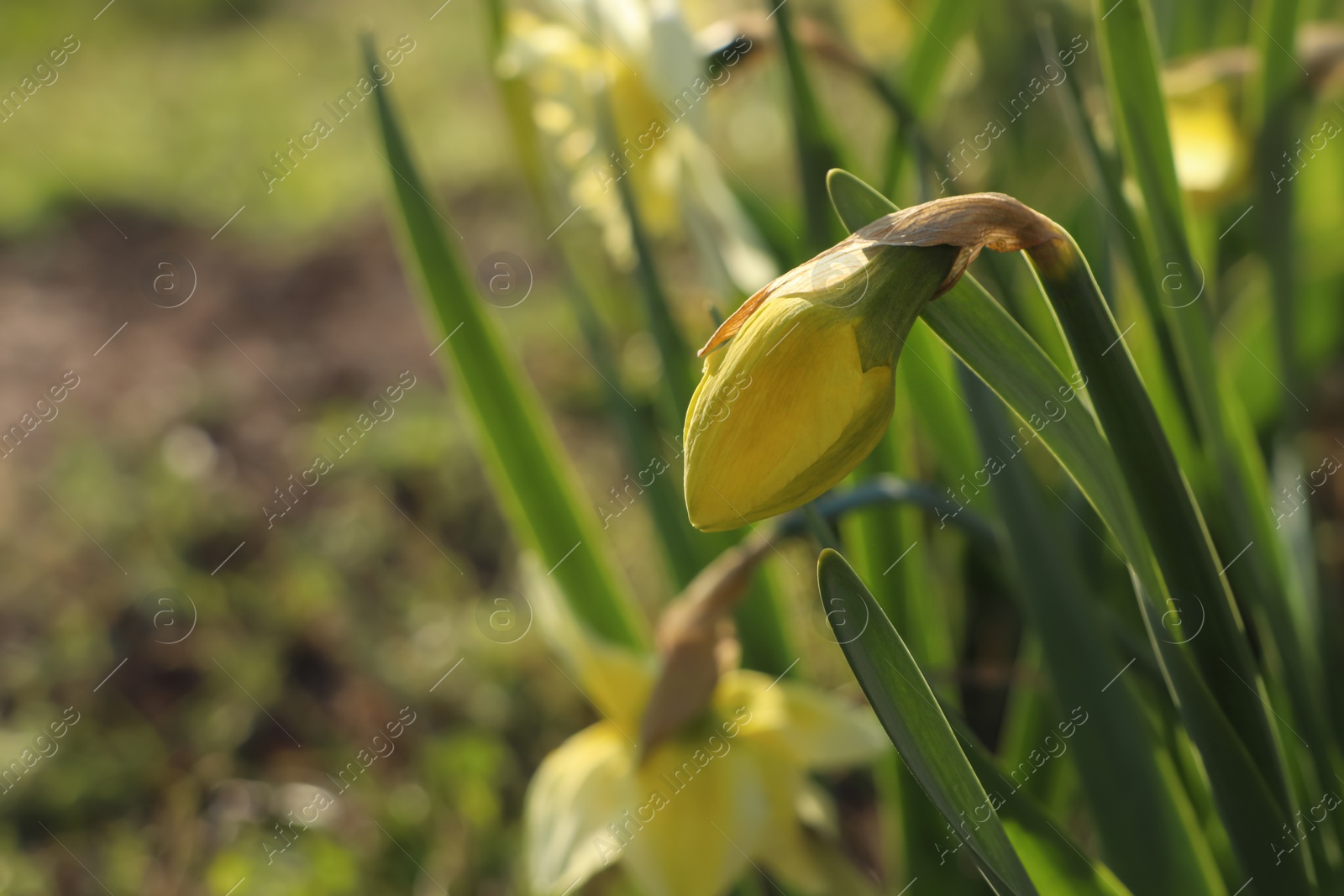 Photo of Beautiful daffodils in garden on sunny day, closeup. Space for text