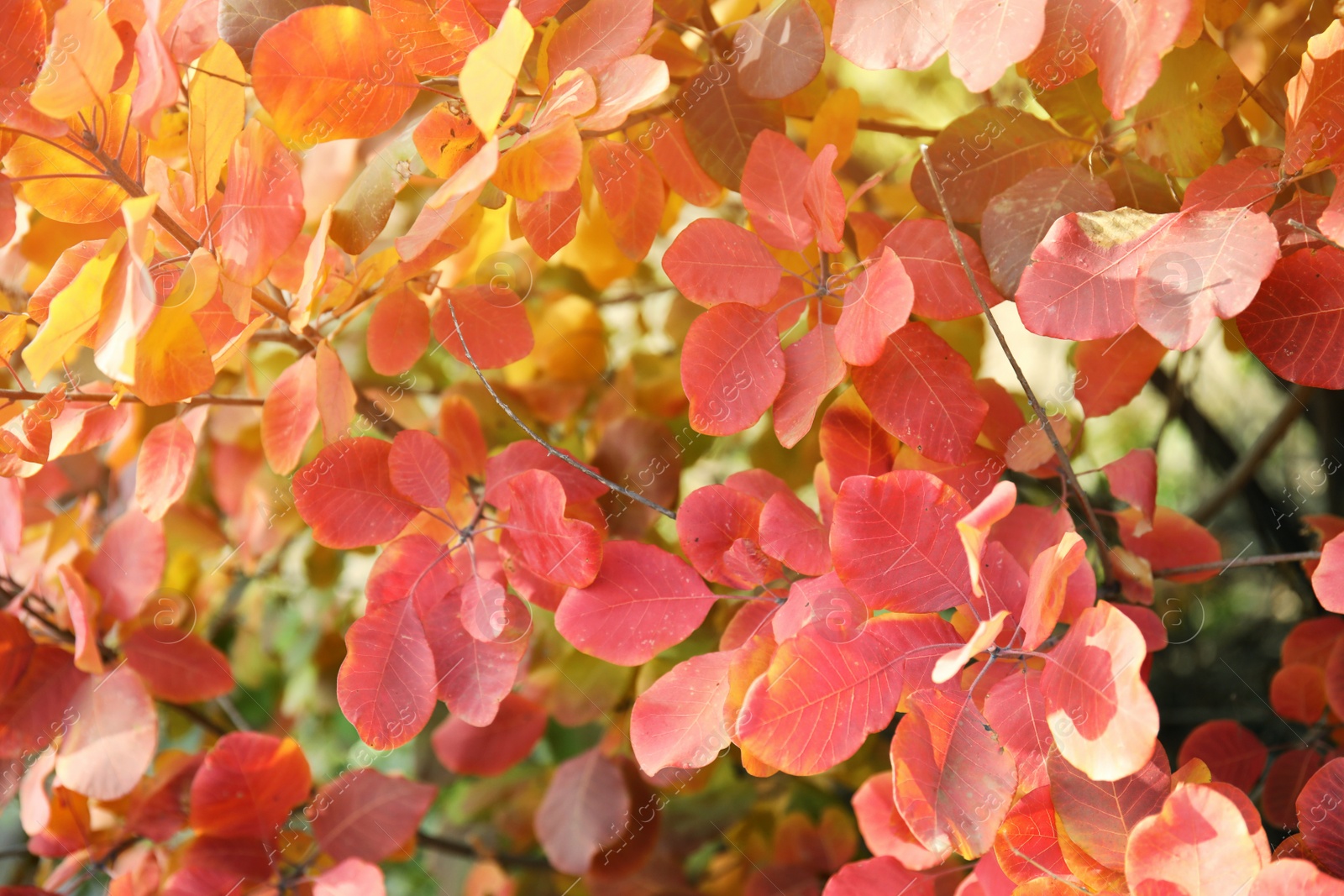 Photo of Bright leaves as background, outdoors. Autumn day