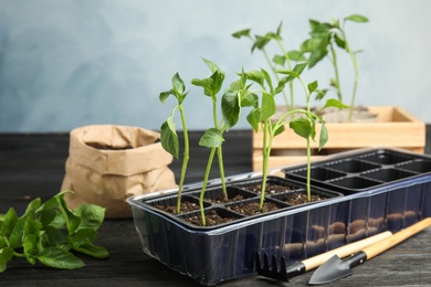 Vegetable seedlings in plastic tray on table
